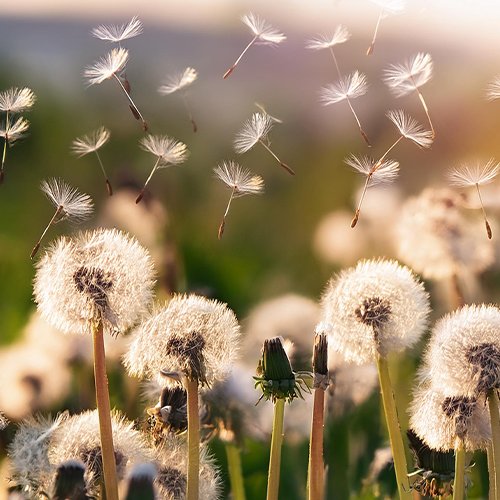Thoughts – Voice in Our Head