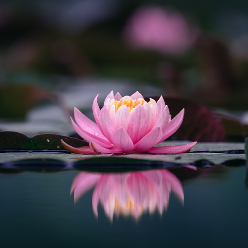 Role of Negative Emotions